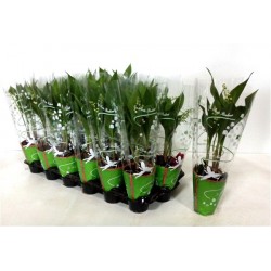 MUGUET CHOIX1-HVE 3GRIF P9-TC