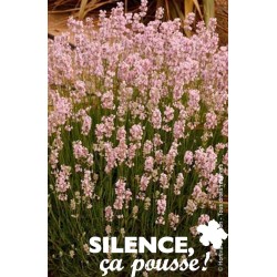 LAVANDULA angustifolia...
