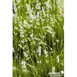 LAVANDULA angustifolia...