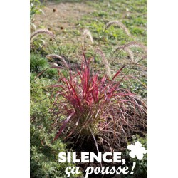 PENNISETUM setaceum...