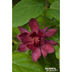 CALYCANTHUS raulstonii...