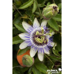 PASSIFLORA caerulea FF TIPI...