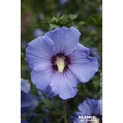HIBISCUS syriacus Sup'Blue®...