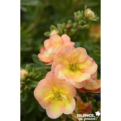 POTENTILLA fruticosa Double...