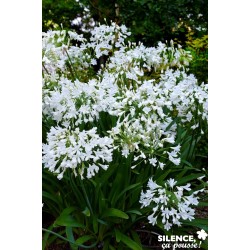 AGAPANTHUS 'Arctic Star' FF...