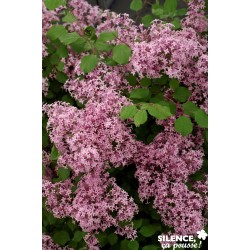 SYRINGA 'Red Pixie' 40/60...