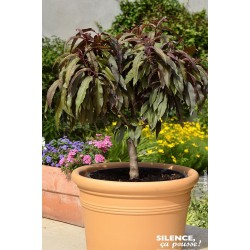 PECHER nain Crimson® COV...