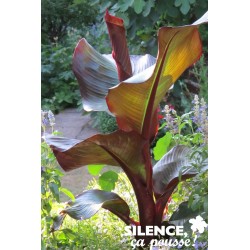 ENSETE ventricosum...