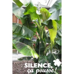 MUSA sikkimensis 'Red...