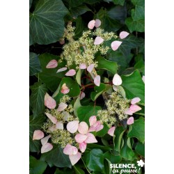 SCHIZOPHRAGMA hydrangeoides...