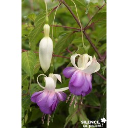 FUCHSIA 'Blue Sarah' FF C4.5L