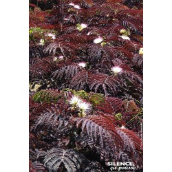 ALBIZIA julibrissin 'Summer...