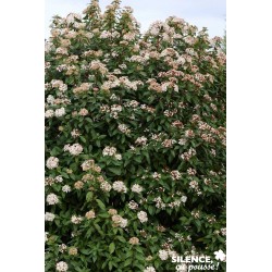 VIBURNUM tinus FF 40/60 C4.5L