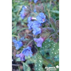PULMONARIA 'Trevi Fountain'...