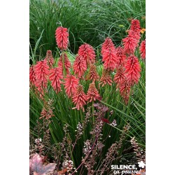 KNIPHOFIA Poco Red® FF C4.5L