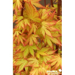 ACER palmatum 'Orange...