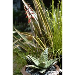 ALOE 'Cleopatra' FF 40/50...
