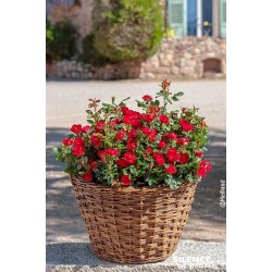 ROSIER NAIN Zepeti® COV-FF...