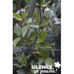 TRACHELOSPERMUM jasminoides...