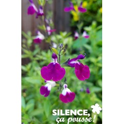 SALVIA greggii 'Amethyst...