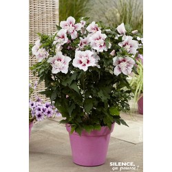 HIBISCUS syriacus...