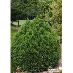 CHAMAECYPARIS lawsoniana...