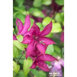 CLEMATIS Saphyra® 'Nancy...