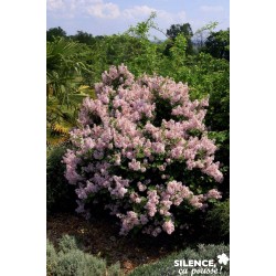 SYRINGA 'Josee' FF 40/60 C10L