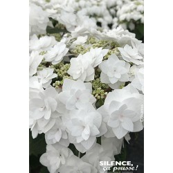 HYDRANGEA macrophylla...