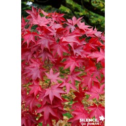 ACER palmatum 'Osakazuki'...