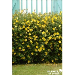 HYPERICUM 'Hidcote' FF...