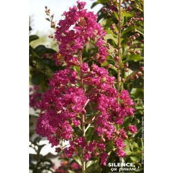 LAGERSTROEMIA indica rouge...
