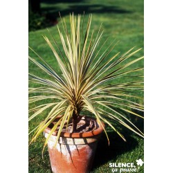 CORDYLINE australis 'Torbay...
