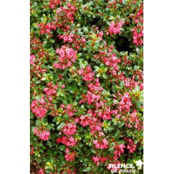 ESCALLONIA 'Red Dream' FF...