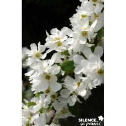 EXOCHORDA 'The Bride' FF...