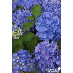 HYDRANGEA macrophylla...