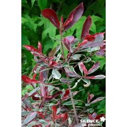 PHOTINIA fraseri 'Pink...