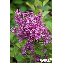 SYRINGA Bloomerang® 'Dark...