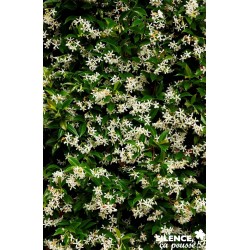 TRACHELOSPERMUM jasminoides...