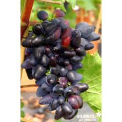 VIGNE 'Philipp' COV TUT...