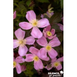 CLEMATIS montana...