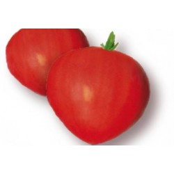 TOMATE 'Cuor di Bue' FF B6G7