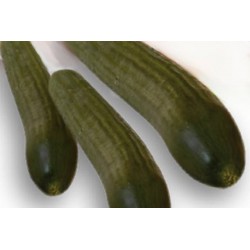 CONCOMBRE 'Gynial' FF B6G7