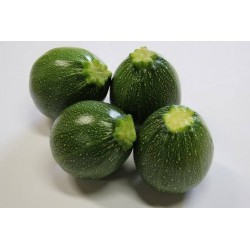 COURGETTE de Nice a Fruit...