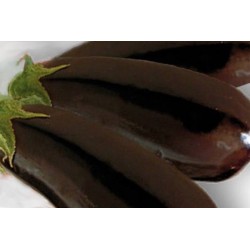 AUBERGINE 'Baluroi' FF B6G7