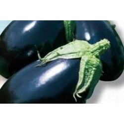 AUBERGINE 'Bonica' FF B6G7