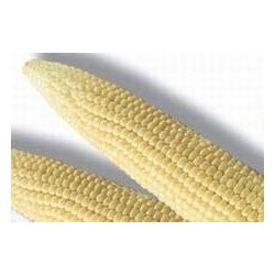 MAIS pop corn FF B6G7