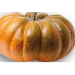 COURGE 'Musquee de...