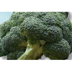 CHOU brocoli 'Koros' FF B3G7