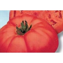 COURGETTE de Nice a Fruit...